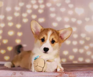 Zdjęcie №4. Sprzedam welsh corgi w Серпухов. hodowca - cena - 3974zł