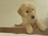 Zdjęcie №1. golden retriever - na sprzedaż w Задар | negocjowane | Zapowiedź №96356