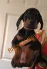 Dodatkowe zdjęcia: 5 Kc Reg Black & Tan Dobermans