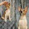 Zdjęcie №4. Sprzedam basenji w Вилкавишкис. hodowca - cena - 2179zł