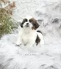 Zdjęcie №3. Shih tzu. Niemcy