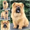 Dodatkowe zdjęcia: Chow Chow, piękne szczenięta