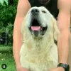 Dodatkowe zdjęcia: Szczenięta Golden Retrievera