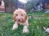 Dodatkowe zdjęcia: Rasowe szczenięta Lagotto Romagnolo