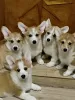 Zdjęcie №1. welsh corgi - na sprzedaż w Mogilow | negocjowane | Zapowiedź №20935