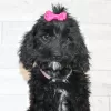 Zdjęcie №2 do zapowiedźy № 45612 na sprzedaż  labradoodle - wkupić się USA prywatne ogłoszenie