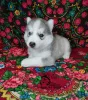 Dodatkowe zdjęcia: Szczenięta Siberian Husky