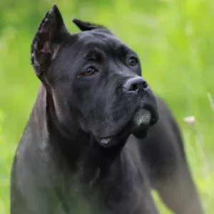 Zdjęcie №2 do zapowiedźy № 6760 na sprzedaż  cane corso - wkupić się Ukraina od żłobka