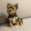 Zdjęcie №2 do zapowiedźy № 127444 na sprzedaż  yorkshire terrier - wkupić się Łotwa prywatne ogłoszenie