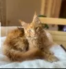 Zdjęcie №1. maine coon - na sprzedaż w Houston | Bezpłatny | Zapowiedź № 114546