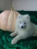 Dodatkowe zdjęcia: Szczenięta Samoyed