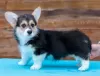 Dodatkowe zdjęcia: Szczenięta Pembroke Welsh Corgi