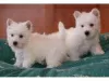 Zdjęcie №1. west highland white terrier - na sprzedaż w Амстердам | negocjowane | Zapowiedź №108249