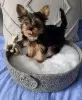 Zdjęcie №1. yorkshire terrier - na sprzedaż w Sydnej | negocjowane | Zapowiedź №131245