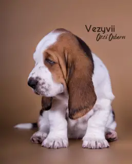 Zdjęcie №3. Szczenięta Basset Hound. Federacja Rosyjska