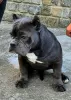 Zdjęcie №4. Sprzedam american bully w Нови Сад.  - cena - negocjowane