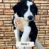 Zdjęcie №2 do zapowiedźy № 128415 na sprzedaż  border collie - wkupić się Finlandia hodowca