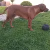 Dodatkowe zdjęcia: Rhodesian Ridgeback - piesek ZKWP/FCI