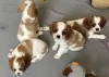 Zdjęcie №1. cavalier king charles spaniel - na sprzedaż w Tampa | 1585zł | Zapowiedź №102271