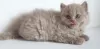 Dodatkowe zdjęcia: British longhair cat lilac babyboy - Father is World Champion