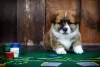 Dodatkowe zdjęcia: Wspaniałe szczenięta Pembroke Welsh Corgi