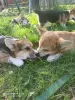 Dodatkowe zdjęcia: Corgi-puppies na sprzedaż.