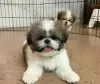 Zdjęcie №1. shih tzu - na sprzedaż w Berikon | 1591zł | Zapowiedź №125758