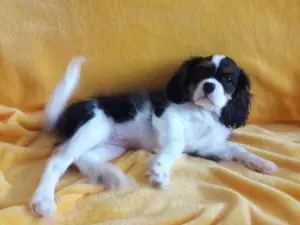 Zdjęcie №4. Sprzedam cavalier king charles spaniel w Ylivieska. od żłobka - cena - 6050zł