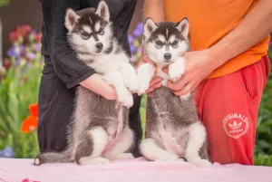 Dodatkowe zdjęcia: Szczenięta rasowe Siberian Husky