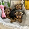 Zdjęcie №1. yorkshire terrier - na sprzedaż w Berlin | negocjowane | Zapowiedź №119709