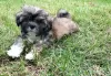 Zdjęcie №1. shih tzu - na sprzedaż w Tampa | Bezpłatny | Zapowiedź №99901