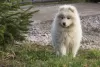 Zdjęcie №4. Sprzedam samojed (rasa psa) w Wyszków. hodowca - cena - 5023zł