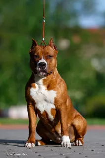 Dodatkowe zdjęcia: Hodowla oferuje eleganckie szczenięta dla American Staffordshire Terrier!