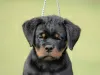 Zdjęcie №1. rottweiler - na sprzedaż w Нови Сад | negocjowane | Zapowiedź №70599