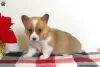 Zdjęcie №1. welsh corgi - na sprzedaż w East Texas | 2813zł | Zapowiedź №63529