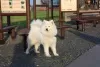 Dodatkowe zdjęcia: Szczeniaki Samoyed