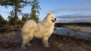 Zdjęcie №3. Szczenięta czystej krwi Samoyed.. Federacja Rosyjska