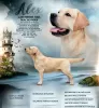 Zdjęcie №1. labrador retriever - na sprzedaż w Рупя | negocjowane | Zapowiedź №88054