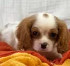 Zdjęcie №2 do zapowiedźy № 109155 na sprzedaż  cavalier king charles spaniel - wkupić się Niemcy prywatne ogłoszenie