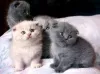 Zdjęcie №1. scottish fold - na sprzedaż w Zagreb | 1256zł | Zapowiedź № 88362