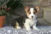 Zdjęcie №3. KC Registered Pembrokeshire Corgi Szczenięta 1(281)698-7719. USA