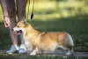 Zdjęcie №1. welsh corgi - na sprzedaż w Saratov | 6734zł | Zapowiedź №68881