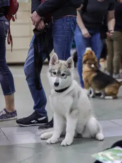 Dodatkowe zdjęcia: Szczenięta czystej krwi Siberian Husky