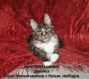 Zdjęcie №4. Sprzedam maine coon w Сясьстрой. prywatne ogłoszenie - cena - 923zł