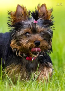 Zdjęcie №2 do zapowiedźy № 7046 na sprzedaż  yorkshire terrier - wkupić się Ukraina hodowca