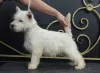 Dodatkowe zdjęcia: szczeniak west highland white terrier z Interchampiona