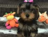 Zdjęcie №1. yorkshire terrier - na sprzedaż w Doha | 1256zł | Zapowiedź №56821