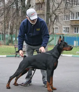 Zdjęcie №1. Usługi krycia - rasa: doberman. Cena - 577zł