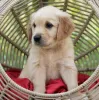 Zdjęcie №3. Szczenięta golden retrievera są już dostępne w sprzedaży. Włochy