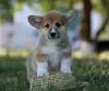 Zdjęcie №1. welsh corgi - na sprzedaż w Москва | 2259zł | Zapowiedź №11635